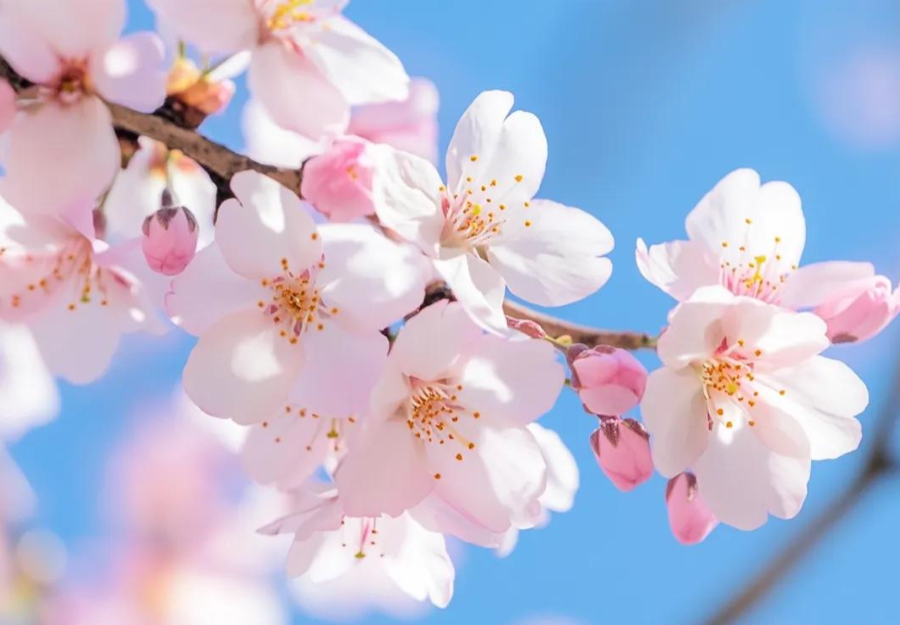 三月三上巳节 | 文化传承与yl9193永利集团数码印刷的创新融合