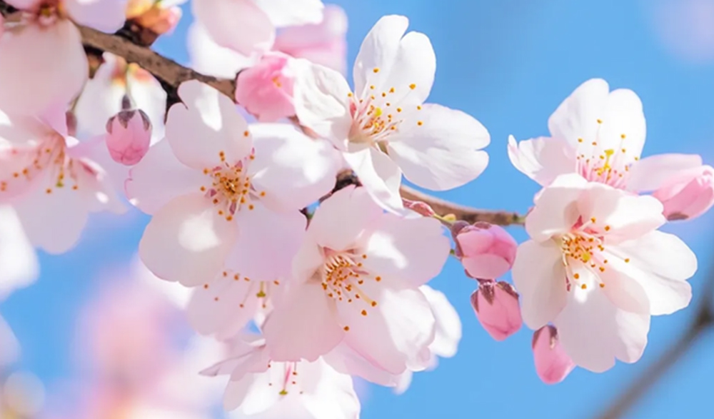 三月三上巳节 | 文化传承与yl9193永利集团数码印刷的创新融合